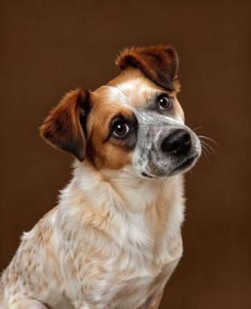 Blanca en adopción responsable