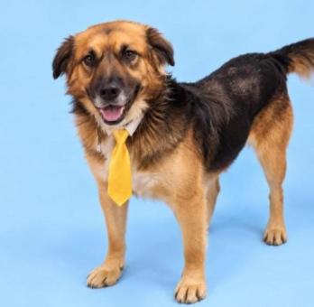 Roko en adopción